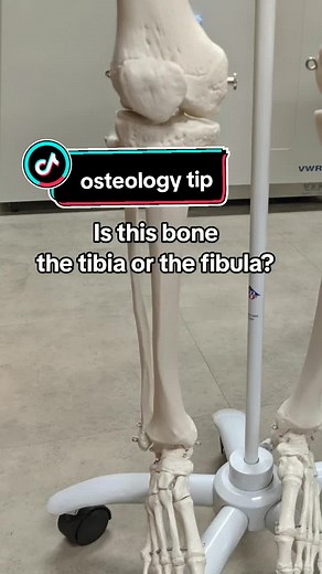 How to Differentiate Between Tibia and Fibula: Anatomy Tips