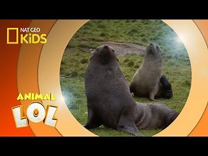 Fur Seals | Animal LOL