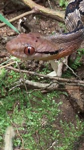 Dog toothed cat snake mildly venomous | MAK DON TV