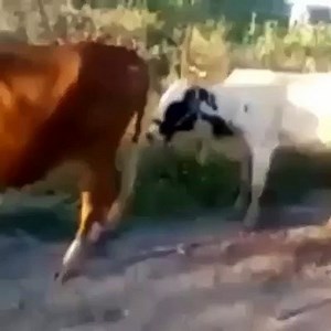Mating Fails! - Sooo Funny