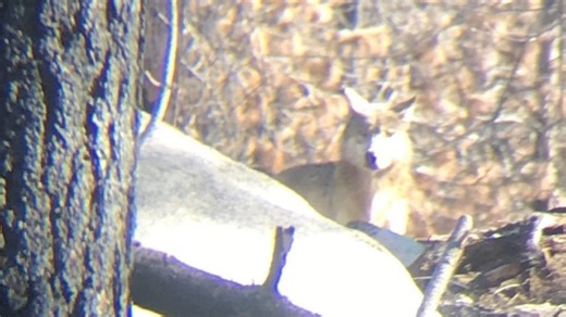 Researchers have identified a new pack of endangered gray wolves in California