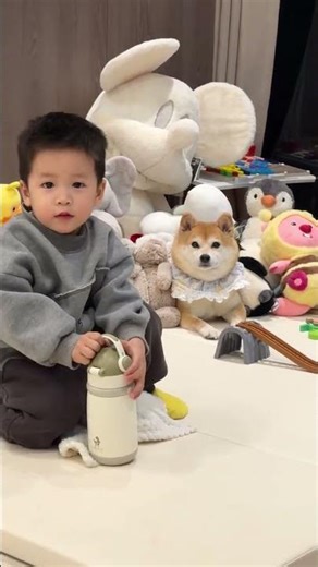 When a child who is afraid of dogs comes to play at home...#Shiba Inu#Cute kids and pets