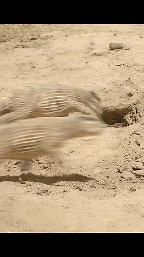 48K views · 645 reactions | He was so unlucky #documentary #animals #dinosaur | Animal Documentary | Facebook