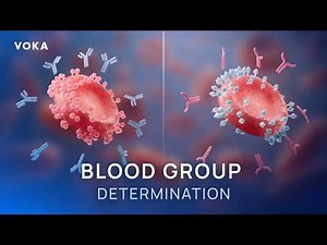 ABO Blood Typing: Determining Blood Groups Step-by-Step in 3D