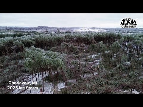 Ice storm levels section of forest in Charlevoix, Michigan