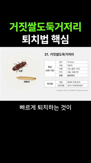 거짓쌀도둑거저리 퇴치법의 핵심만 20초만에 알려드립니다 #쌀벌레퇴치 #쌀벌레종류
