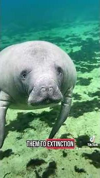 Why Manatees Are The Sweetest Animals on Earth