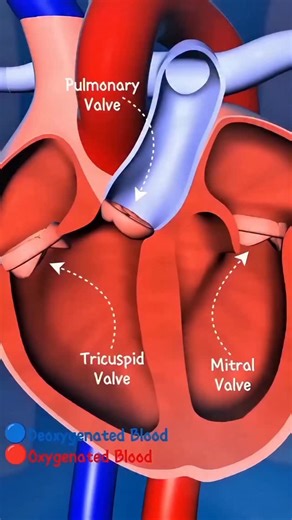 World of Biology on Instagram: "Deoxygenated vs Oxygenated blood Follow @world_of_biology_wob2"