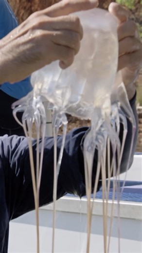 2M views · 20K reactions | This jellyfish could kill 50 people in 2 minutes  #rivermonsters #jeremywade #jellyfish | River Monsters Global | Facebook