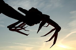 10 Billion Crabs Suddenly Vanished From the Bering Sea. Now We Know Why.