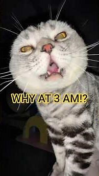 Why Your Cat Screams at Night (And Why Ignoring It Makes It Worse)