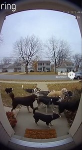 dogs chasing man in meat costume