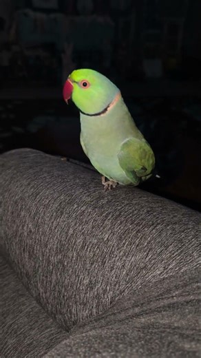 How do you scratch without a foot? #parrot #scratch #talkingparot #viral #birds