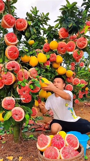 Beautiful nature with rural life 🍑🍒🥭 –harvest fresh fruits in the summer 🍒🍇🍑 #fruit #shorts #yummy