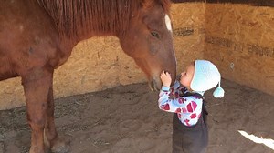 29K views · 438 reactions | Drum roll please! Here are the winners of the 2017 #HelpAHorse Day Contest featuring ASPCA President Matt Bershadker and equine advocates Beth Behrs and Huw James Collins! For more information about ASPCA Help a Horse Day, visit aspca.org/helpahorse | ASPCA | Facebook