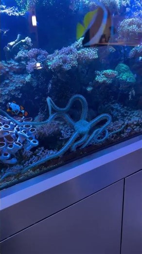 A Starfish Crawling in Our Reef Tank… That’s Terrifying, But Kinda Awesome! #customaquarium