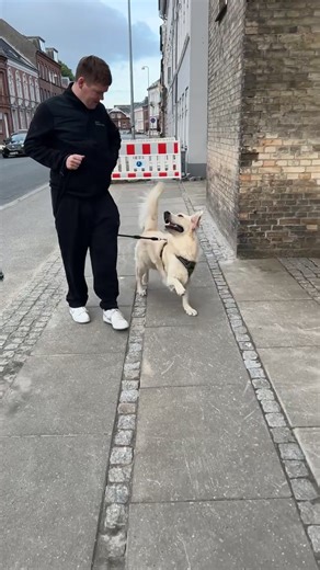 Buster the Golden on TikTok