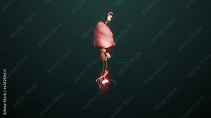 Realistic human anatomy model for study displays respiratory system, nervous, digestive and urinary systems.