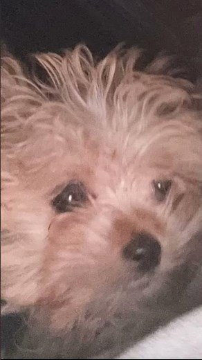 Toby The Maltese Yorkie Mix Puppy
