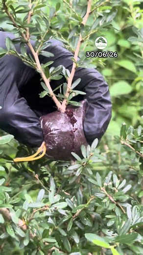 Air layering with cocopeat techniques #trees #gardening #airlayering #bonsai #bonsaigardener