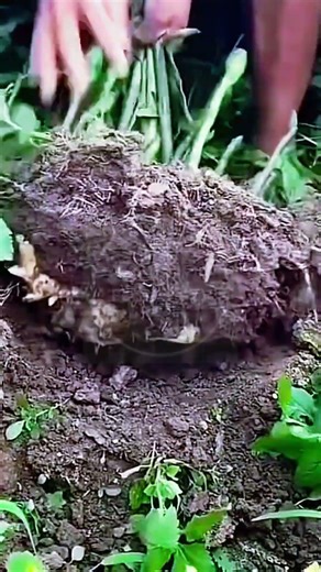 The Giant Ginger Harvest! 🌿⛏️ #farmoratv #nature #asmr