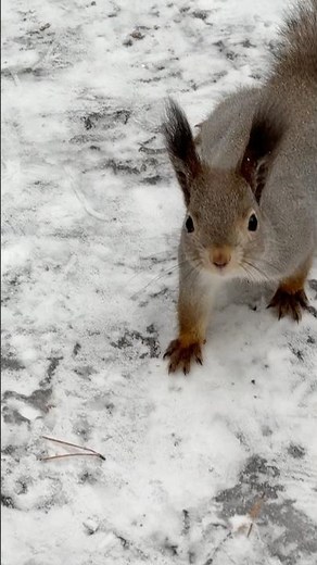 This Squirrel Acts Like a Human — Unreal Footage!