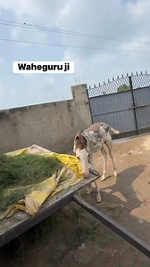 #horseriding #horses #horse #horsepower #horseriding #gurchand_sarpnch | Gurchand Sarpanch