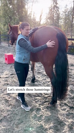 Effective Hamstring Stretches for Horse and Rider | Equine Bodywork