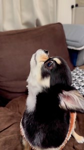 El aullido de un lindo bebé chihuahua #reelsfb #chihuahua #puppy #babies #dog | Chihuahueñitos