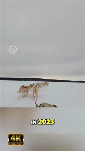 Greenland's Sled Dogs Vanish A Vanishing Tradition