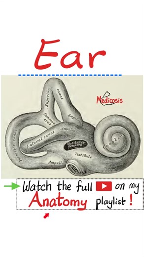 25K views · 315 reactions | Anatomy of Inner Ear - Head and Neck Anatomy...#nurse #nclex #ENT #doctor #anatomy | Medicosis Perfectionalis | Facebook