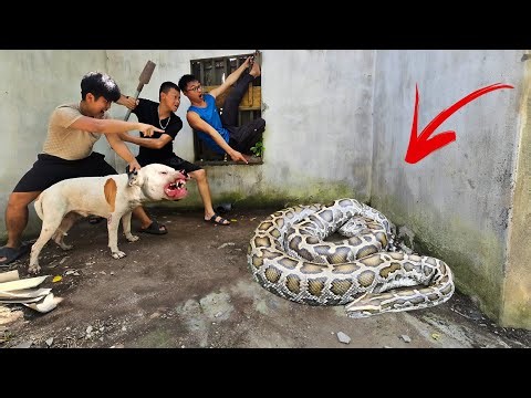 Brave Expert Uses Pitbull Dog Catch Giant Python and 100 Snakes