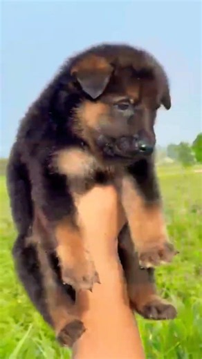 8810623046 German Shepherd Puppy Available 🐕 GSD Healthy & Active | No Time Pass Only#gsdlover