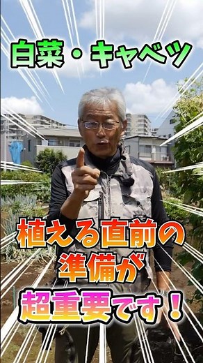 家庭菜園や農園の白菜栽培、キャベツ栽培で初期生育を良くする秘訣！大きく結球させるコツと白菜＆キャベツの育て方！【農家直伝】#shorts