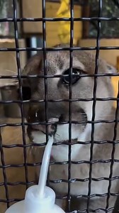7.9K views · 392 reactions | Carly is enjoying diluted goat’s milk, which is the 14-year-old cougar’s favorite treat, during training sessions behind the scenes with her keepers!  : Keeper Haley | Northwest Trek Wildlife Park | Facebook