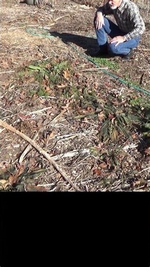 Wild winter crops vs cold frame