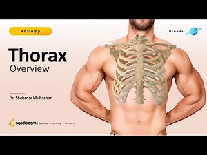 Thorax Anatomy - Introduction