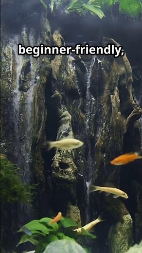 Building a Planted Tank Without Breaking the Bank #plantedtank #aquarium #diy