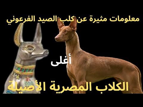 معلومات مثيرة ستعرفها لأول مرة عن كلب الصيد الفرعوني أحد سلالات الكلاب المصرية الأصيلة