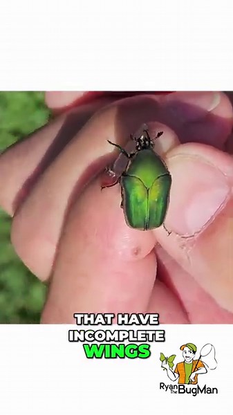 Beetle Flight: Amazing Wings HIDDEN Underneath!