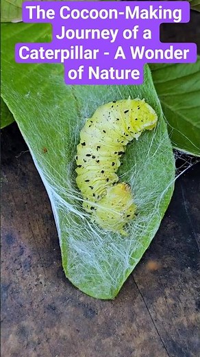 The Cocoon-Making Journey of a Caterpillar - A Wonder of Nature 🐛🦋