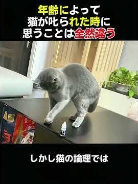 猫の世界で人間に殴られた時 猫はどう考えるのだろうか#動物世界 #animals #面白い #funny #猫