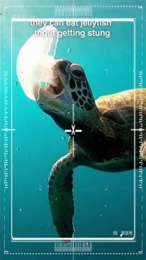 Unbelievable Facts About Sea Turtles!
