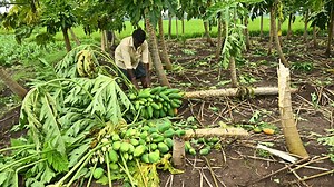 Cyclone Montha updates: Two dead, crops spread over 87,000 hectares damaged in A.P., preliminary assessment shows
