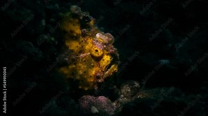 Warty Frogfish - Antennarius maculatus hunts at night. Underwater life of Tulamben, Bali, Indonesia.