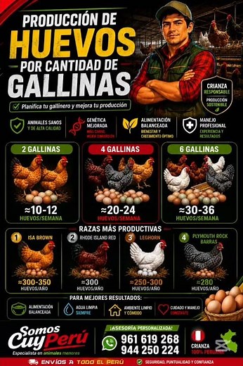 ¿Cuántas Gallinas Necesitas Para Producir Huevos? 🥚 Razas Más Productivas en Perú | SomosCuyPerú