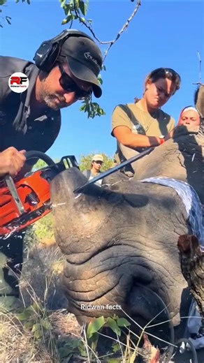 Why Rhino Horn Matters: Understanding Rhino Horn Cutting