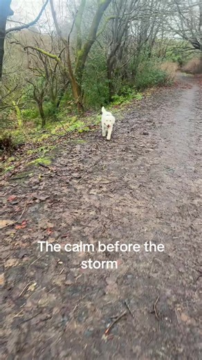 Cheeky Morning Walk Before the Storm