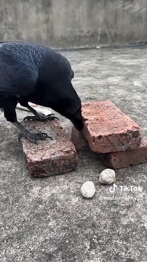 Nokky23 บน TikTok