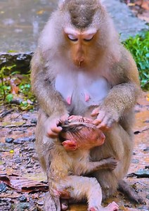 Most sad baby monkey tries request milk his mom under rain by angry but mom reject by angry #babymonkey #monkey #cutebaby #cute #reelsvideoシ | Lovely Monkey Videos